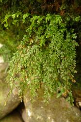 Lindsaea viridis. Mature plant with pendent 2-pinnate fronds.
 Image: L.R. Perrie © Leon Perrie 2012 CC BY-NC 3.0 NZ